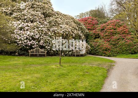 Blühende Rhododendronen in den formellen Gärten von Holker Hall, Grange-over-Sands, Cumbria, Lake District National Park, England, Großbritannien. Stockfoto