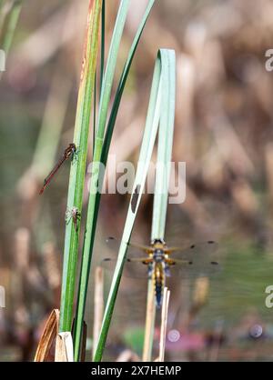 Gartenteich Leben, verschiedene Insekten auf einem Gartenteich Stockfoto