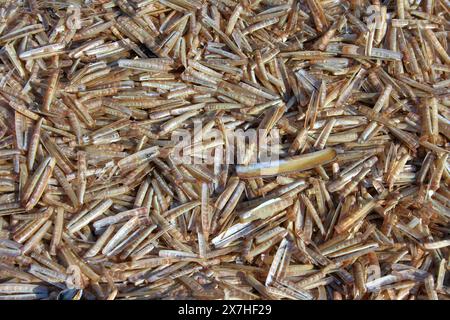 Nordsee-Muscheln wohnen nur am Strand von Domburg in Holland Stockfoto