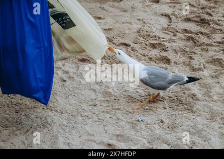 Möwe stiehlt Essen aus Mülltüten am Strand Stockfoto