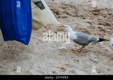 Möwe stiehlt Essen aus Mülltüten am Strand Stockfoto