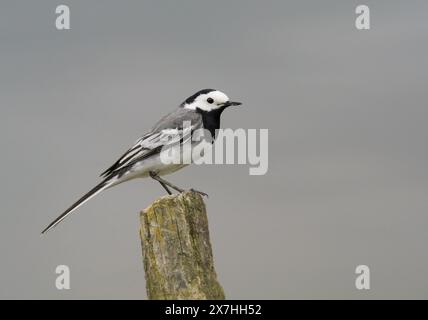 Rieben, Deutschland. Mai 2024. 18.05.2024. Ein weißer Bachstelz (Motacilla alba) steht auf einem alten Holzpfahl in einem Naturschutzgebiet am Riebensee in Brandenburg. Das Wasser des Sees ist dahinter zu sehen, das den grauen Himmel reflektiert. Kredit: Wolfram Steinberg/dpa Kredit: Wolfram Steinberg/dpa/Alamy Live News Stockfoto