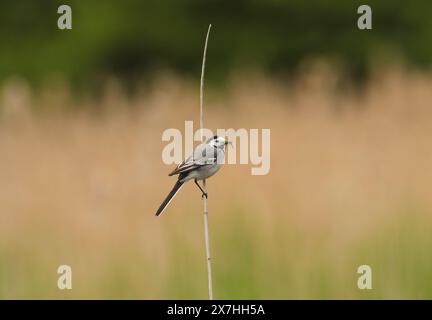 Rieben, Deutschland. Mai 2024. 18.05.2024. Auf einem Schilfstiel in einem Naturschutzgebiet am Riebensee in Brandenburg sitzt ein weißer Bachstelz (Motacilla alba) mit seinem Schnabel voller Insekten. Hier gibt es natürliche Wiesen und große mit Schilf bedeckte Flächen. Dies zieht Insekten an, auf denen die Bachschwänze leben. Kredit: Wolfram Steinberg/dpa Kredit: Wolfram Steinberg/dpa/Alamy Live News Stockfoto