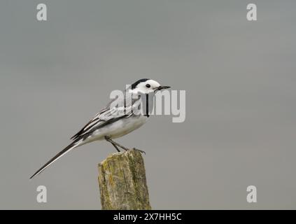 Rieben, Deutschland. Mai 2024. 18.05.2024. Ein weißer Bachstelz (Motacilla alba) steht auf einem alten Holzpfahl in einem Naturschutzgebiet am Riebensee in Brandenburg. Das Wasser des Sees ist dahinter zu sehen, das den grauen Himmel reflektiert. Kredit: Wolfram Steinberg/dpa Kredit: Wolfram Steinberg/dpa/Alamy Live News Stockfoto