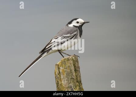 Rieben, Deutschland. Mai 2024. 18.05.2024. Ein weißer Bachstelz (Motacilla alba) steht auf einem alten Holzpfahl in einem Naturschutzgebiet am Riebensee in Brandenburg. Das Wasser des Sees ist dahinter zu sehen, das den grauen Himmel reflektiert. Kredit: Wolfram Steinberg/dpa Kredit: Wolfram Steinberg/dpa/Alamy Live News Stockfoto