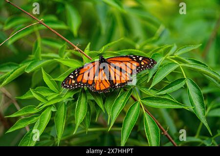 Schmetterling ruht auf einem Busch Stockfoto