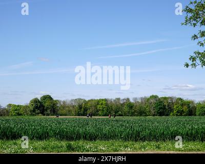 Menschen gehen auf einem Weg durch grüne Weizenfelder, wo Vincent Van Gogh malte, Auvers-sur-Oise, Île de France, an einem sonnigen Morgen, Frankreich. Stockfoto