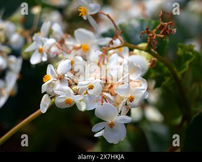 Nahaufnahme einer Blume einer Lilypad Begonia (Begonia nelumbiifolia). Stockfoto