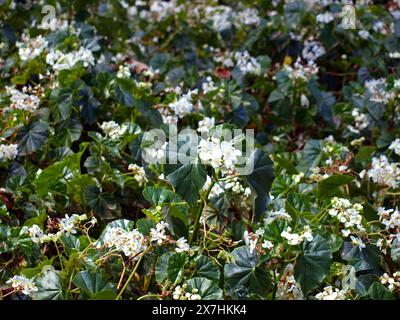 Blühende Lilypad Begonia (Begonia nelumbiifolia) in einem Garten. Stockfoto