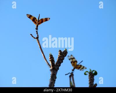 Bunte Libellen auf einer Pflanze vor blauem Himmel. Stockfoto