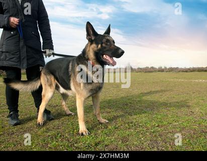 Schwarzer deutscher Schäferhund mit Leine in der Natur Stockfoto