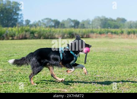 Hundetraining für Gehorsamsdisziplin mit einem Border Collie Stockfoto