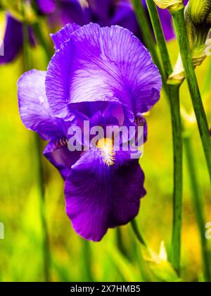 Iris (Iris pallida) fotografiert in Tremosine, Italien. Stockfoto
