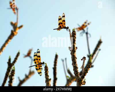 Gruppe von bunten Libellen auf einer Pflanze vor einem klaren Himmel bei Sonnenuntergang. Stockfoto