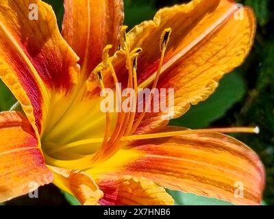 Orange Lilie ist ein friedliches Bild mit Nahaufnahmen. Stockfoto