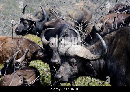 Afrikanischer Büffel, Botlierskop Game Reserve, Little Brak River, Westkap, Südafrika Stockfoto