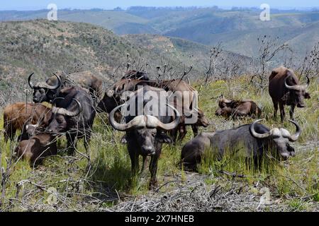 Afrikanischer Büffel, Botlierskop Game Reserve, Little Brak River, Westkap, Südafrika Stockfoto