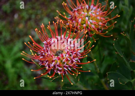 Pincushion Protea, Leucospermum, Kirstenbosch National Botanical Garden, Newlands, in der Nähe von Kapstadt, Südafrika Stockfoto