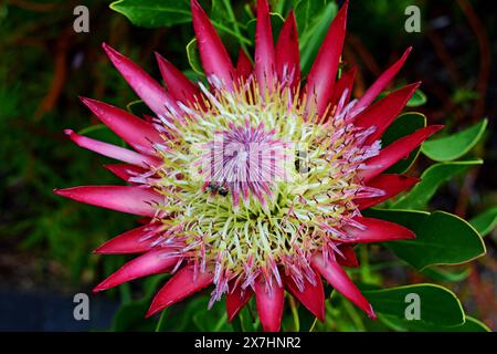 King Protea, Protea cynaroides, Kirstenbosch National Botanical Garden, Newlands, in der Nähe von Kapstadt, Südafrika Stockfoto