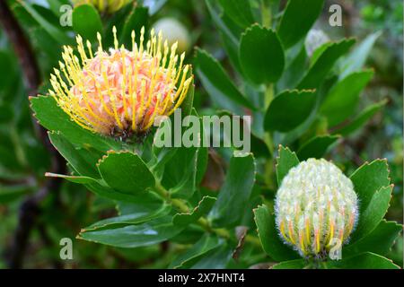 King Protea, Protea cynaroides, Kirstenbosch National Botanical Garden, Newlands, in der Nähe von Kapstadt, Südafrika Stockfoto