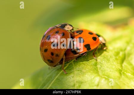 Harlequin Marienkäfer, Harmonia axyridis, paarend in der untergehenden Frühlingssonne auf einem Blatt, Lady Bird, Marienkäfer. Stockfoto