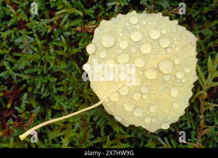 Aspen (Populus tremula) Unterseite des gefallenen Blattes im Herbst, Glen Affric, Inverness-shire, Schottland, Oktober Stockfoto