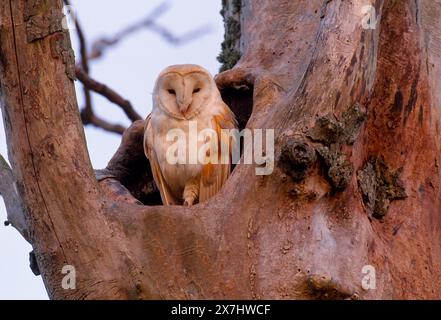 Scheuneneule (Tyto alba) Erwachsener am Eingang zur Nesthöhle in toter Heckenulme im frühen Morgenlicht, kurz nach Sonnenaufgang, Berwickshire, Schottland Stockfoto