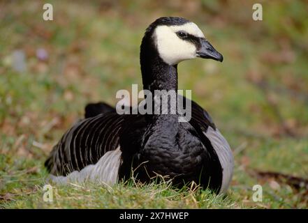 Barnacle Goose (Branta leucopsis) Individuum, das zwischen den Weiden im RSPB Loch Gruinart Reserve auf der Insel Islay, Islay, ruht Stockfoto