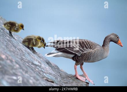 Graugans (Anser Anser anser) erwachsener Vogel, der kurz nach dem Schlüpfen zum Seehoch führt, Isle of Rum NNR, Innere Hebriden, Schottland, Juni Stockfoto