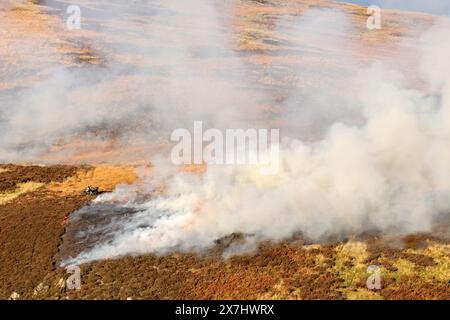 Muir Burning - kontrollierte Verbrennung von reifer Lingsheide (Calluna vulgaris) im Frühjahr auf bewirtschaftetem Moor. Stockfoto