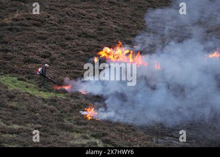 Muir Burning - kontrollierte Verbrennung von reifer Lingsheide (Calluna vulgaris) im Frühjahr auf bewirtschaftetem Moor. Stockfoto