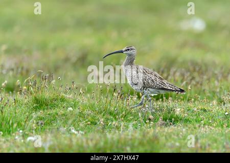 Wimbrel (Numenius phaeopus) auf Moorland Breeding Territory, Festland Shetland, Schottland, Juni Stockfoto