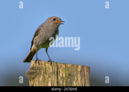 Schwarzer Rotschwarz (Phoenicurus ochruros gibraltariensis) weiblich / männlich im ersten Kalenderjahr auf verwittertem Holzzaunpfosten im Frühjahr Stockfoto