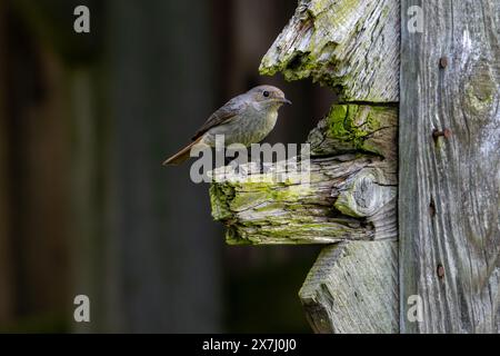 Schwarzer Rotschwarz (Phoenicurus ochruros gibraltariensis) weiblich / männlich im ersten Kalenderjahr auf verwittertem Holzbalken der Scheune / Scheune im Frühjahr Stockfoto
