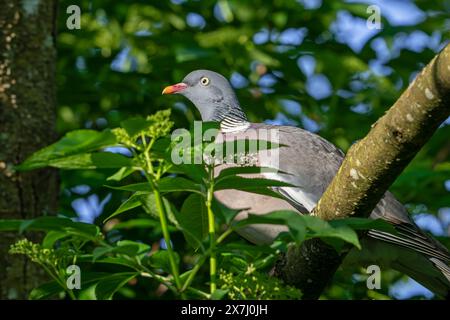 Im Frühjahr hockte eine gewöhnliche Holztaube (Columba palumbus) im Baum Stockfoto