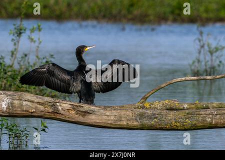 Jungkormoran (Phalacrocorax carbo), der auf einem umgestürzten Baumstamm im Teich sitzt und sich ausdehnt, um im Frühjahr nasse Federn zu trocknen Stockfoto