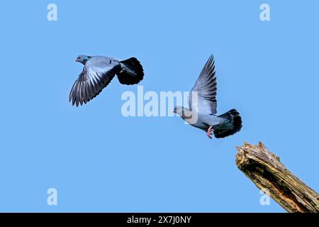 Stocktaube (Columba oenas) im Flug, digitale Kompositsequenz einer Stocktaube, die im Frühjahr vom Ast gegen den blauen Himmel abhebt Stockfoto