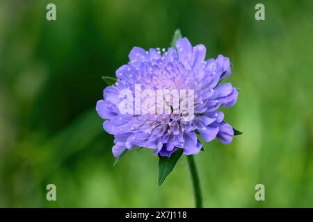 Blau-violette Blume einer Scabiosa - Nahaufnahme vor grünem Bokeh Stockfoto