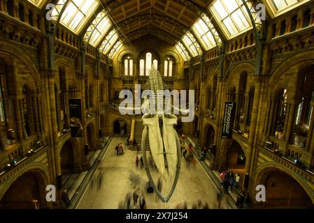 Das majestätische Skelett eines Wals im Natural History Museum in London bietet einen faszinierenden Einblick in die Meereslebewesen und die Evolution Stockfoto