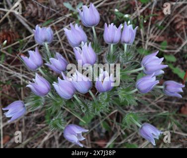 Pasqueflower (Anemone patens) lila Wildblumen in den Beartooth Mountains, Montana Stockfoto