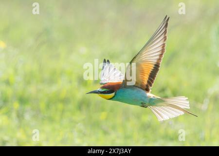 Europäischer Bienenfresser oder europäischer Bienenfresser, Merops apiaster, einzelner Vogel, der über die Vegetation fliegt, Bulgarien, Europa Stockfoto