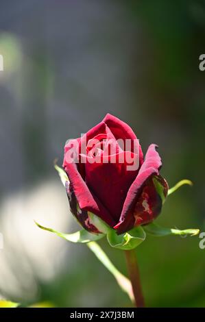 Tiefe samtige rote Hybrid-Tee-Rosenknospe im britischen Garten Mai Stockfoto
