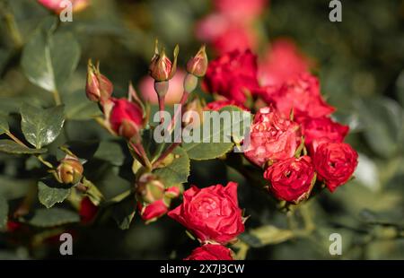 Leuchtend rote Knospen und Blumen auf Rosengartenbusch aus nächster Nähe. Schönheit in der Natur. Blütezeit im Frühjahr und Sommer. Blumenhintergrund. Horizontale Form Stockfoto