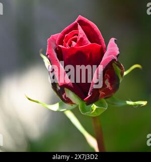 Tiefe samtige rote Hybrid-Tee-Rosenknospe im britischen Garten Mai Stockfoto
