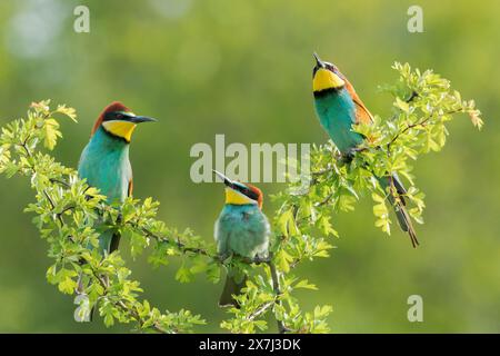 Europäischer Bienenfresser oder europäischer Bienenfresser, Merops apiaster, drei Erwachsene sitzen auf einem Zweig in niedrigem Busch, Bulgarien Stockfoto