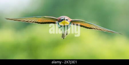 Europäischer Bienenfresser oder europäischer Bienenfresser, Merops apiaster, einzelner Vogel, der über die Vegetation fliegt, Bulgarien, Europa Stockfoto