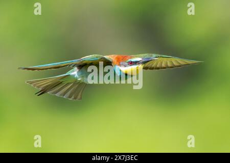 Europäischer Bienenfresser oder europäischer Bienenfresser, Merops apiaster, einzelner Vogel, der über die Vegetation fliegt, Bulgarien, Europa Stockfoto