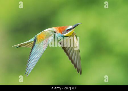 Europäischer Bienenfresser oder europäischer Bienenfresser, Merops apiaster, einzelner Vogel, der über die Vegetation fliegt, Bulgarien, Europa Stockfoto