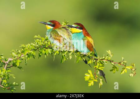 Europäischer Bienenfresser oder europäischer Bienenfresser, Merops apiaster, zwei Erwachsene sitzen auf einem Zweig in einem niedrigen Baum, Bulgarien, Europa Stockfoto
