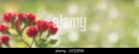 Unscharfes Banner mit Blumenmuster. Schöne rote magentafarbene Buschrosen auf grünem Hintergrund mit Bokeh-Lichtern. Vorlage für Feiertagseinladungen. Spac kopieren Stockfoto